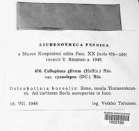 Caloplaca cerina image